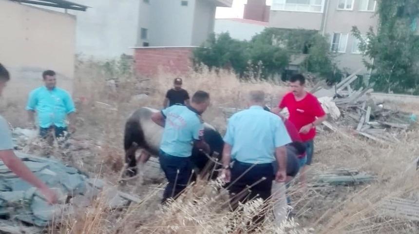 Burhaniye’de kaçan kurbanlık danayı itfaiye yakaladı