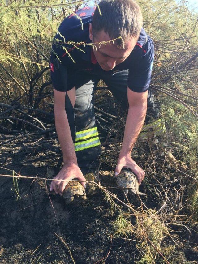 Sazlık alandaki yangında kaplumbağaları itfaiye kurtardı