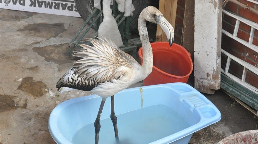 Bitkin düşen flamingo yavrusu korumaya alındı