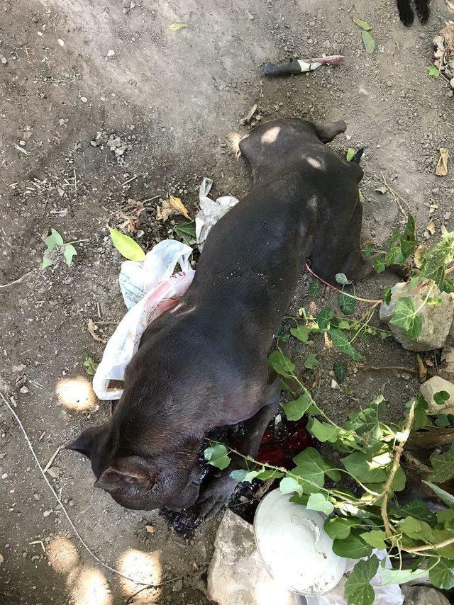  Pitbull yanlış yetiştirme nedeniyle saldırganlaşır  2