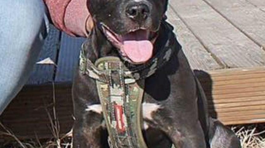 'Pitbull yanlış yetiştirme nedeniyle saldırganlaşır'