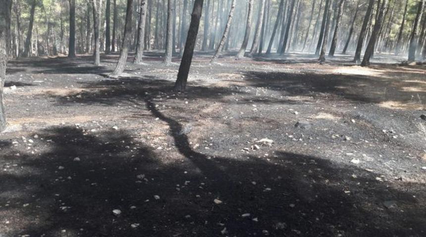Piknik ateşi ormanı yaktı