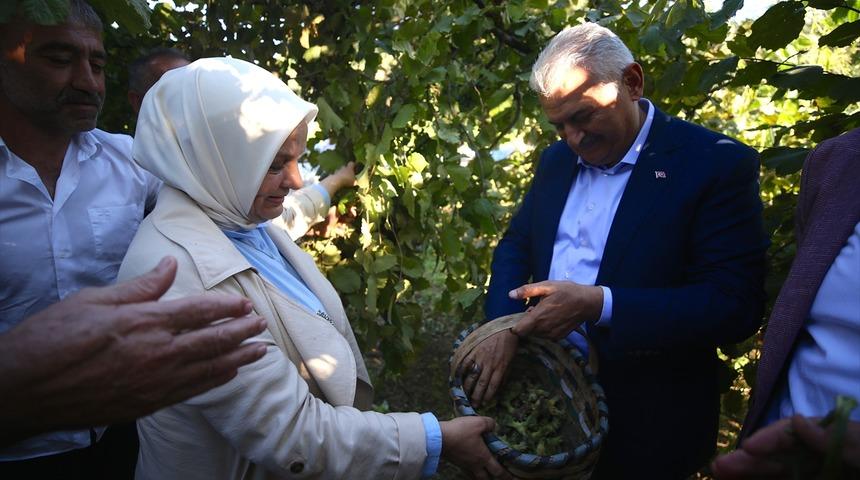 Binali Yıldırım fındık bahçesinde fındık topladı
