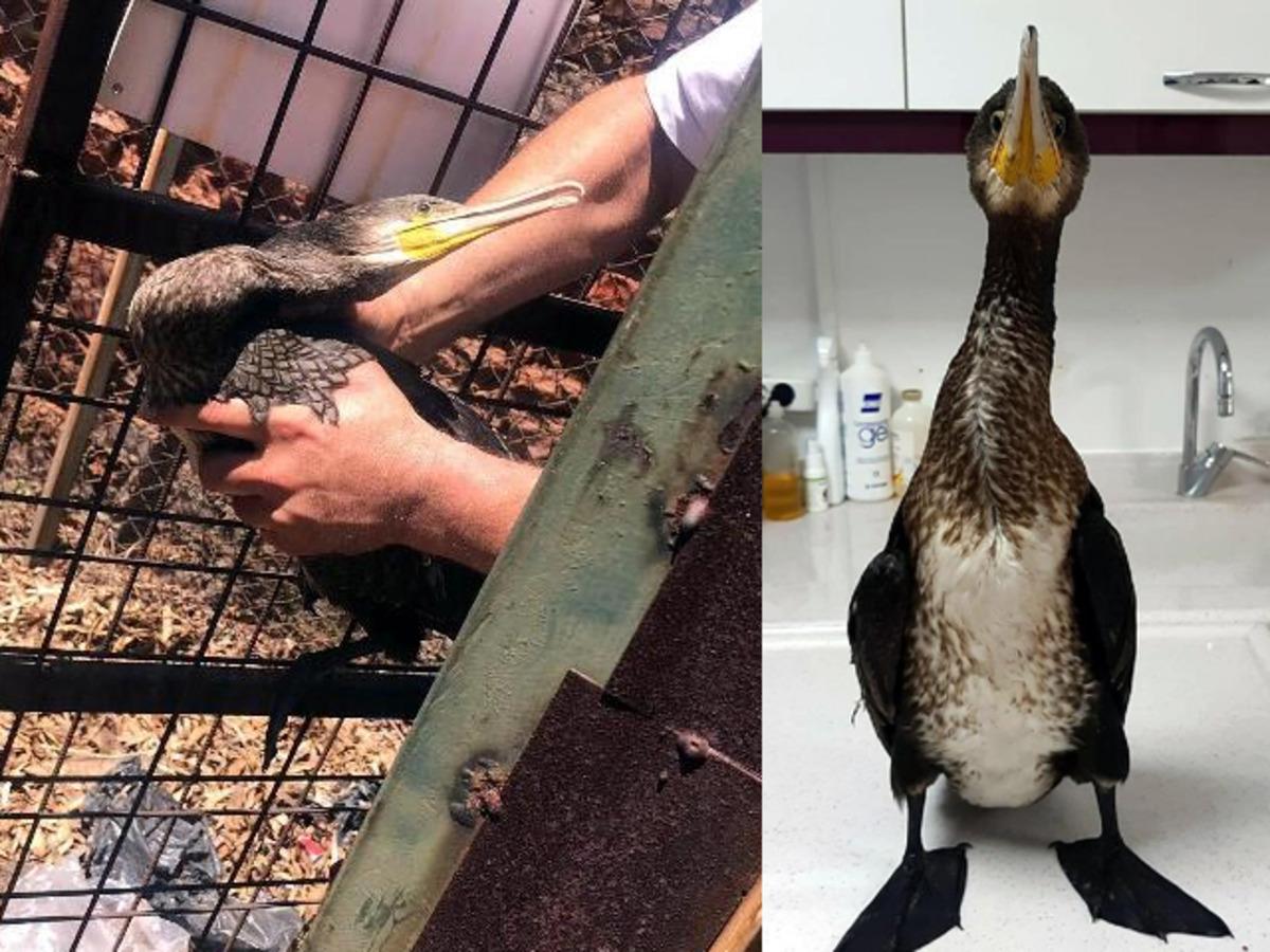 İzmir'de şaşkına &ccedil;eviren olay! Helikopterler denizden su taşırken almış