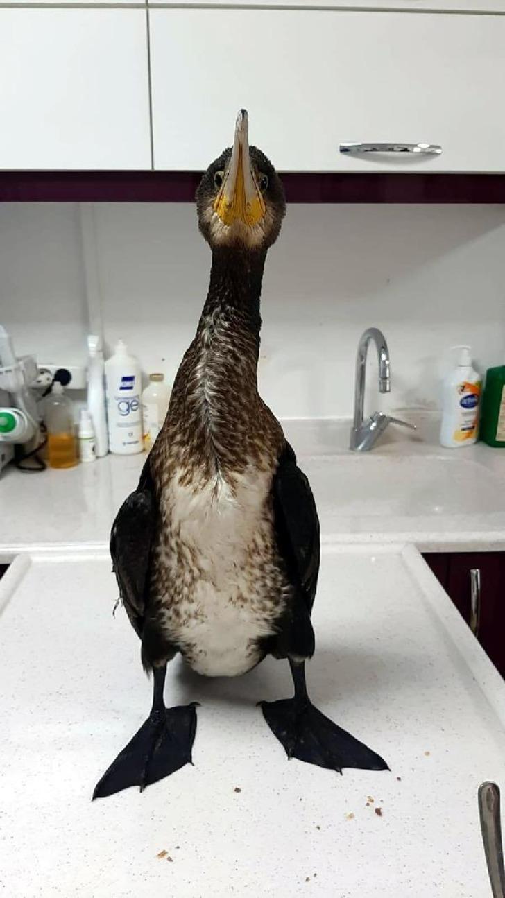 İzmir'de şaşkına çeviren olay! Helikopterler denizden su taşırken almış G3