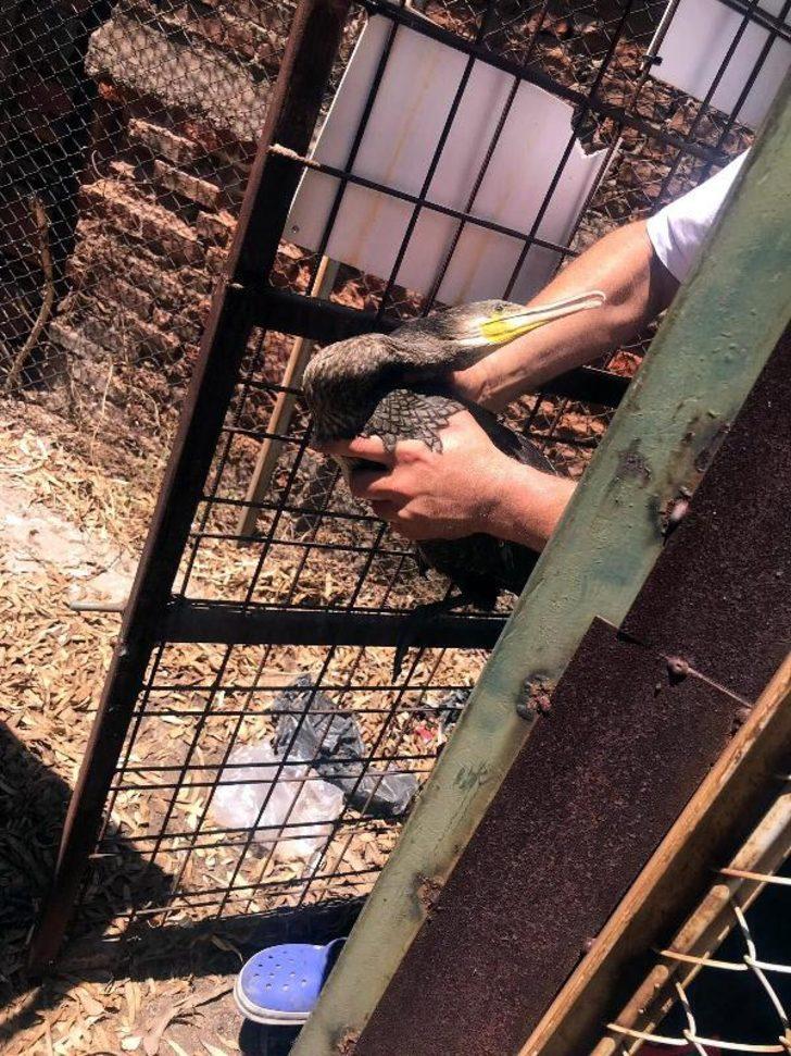 İzmir'de şaşkına çeviren olay! Helikopterler denizden su taşırken almış G4