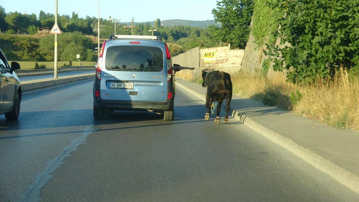 E-5'te ka&ccedil;an boğa ortalığı birbirine kattı! Peşinde 3 il&ccedil;e gezdiler...