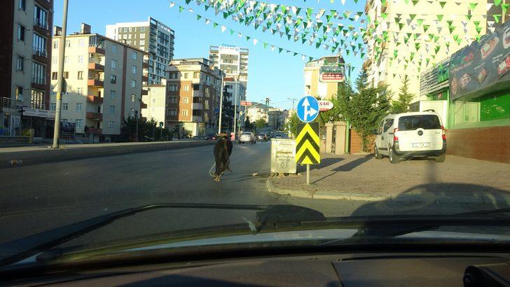 E-5'te kaçan boğa ortalığı birbirine kattı! Peşinde 3 ilçe gezdiler... G2