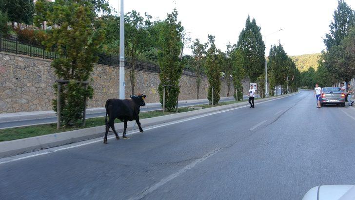 E-5'te kaçan boğa ortalığı birbirine kattı! Peşinde 3 ilçe gezdiler... G4