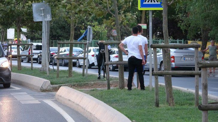 E-5'te kaçan boğa ortalığı birbirine kattı! Peşinde 3 ilçe gezdiler... G5