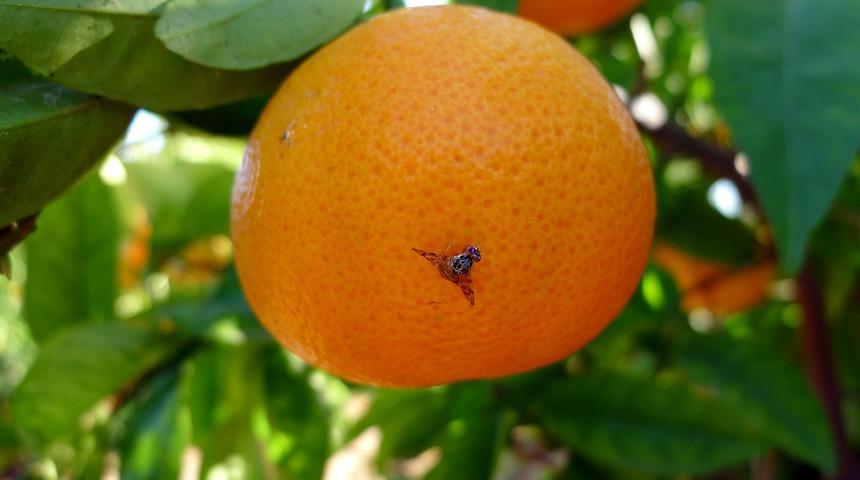 Akdeniz meyve sineği uyarısı: B&uuml;y&uuml;k sorunlarla karşılaşılabilir