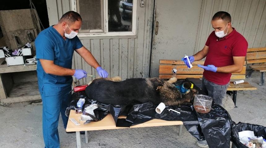 Yaralı Kurt cinsi köpek tedavi altına alındı