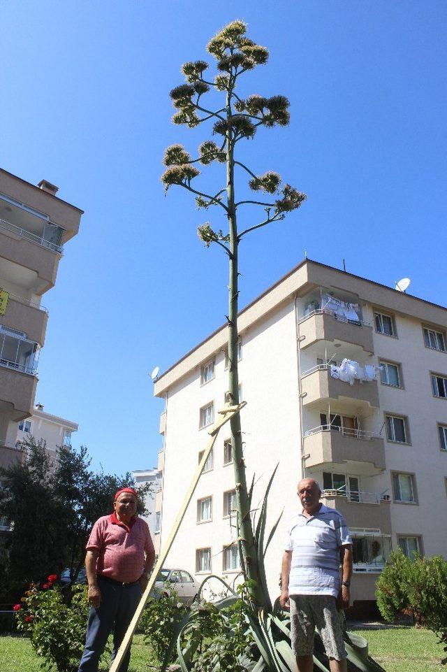 (Özel) Sitenin bahçesine ektikleri bitki 29 yıl sonra çiçek açtı