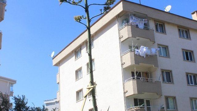 (Özel) Sitenin bahçesine ektikleri bitki 29 yıl sonra çiçek açtı