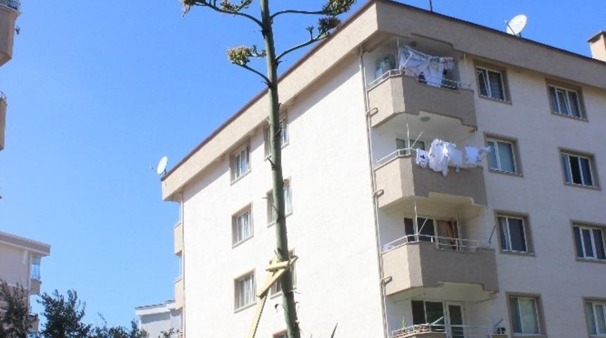 (&Ouml;zel) Sitenin bah&ccedil;esine ektikleri bitki 29 yıl sonra &ccedil;i&ccedil;ek a&ccedil;tı