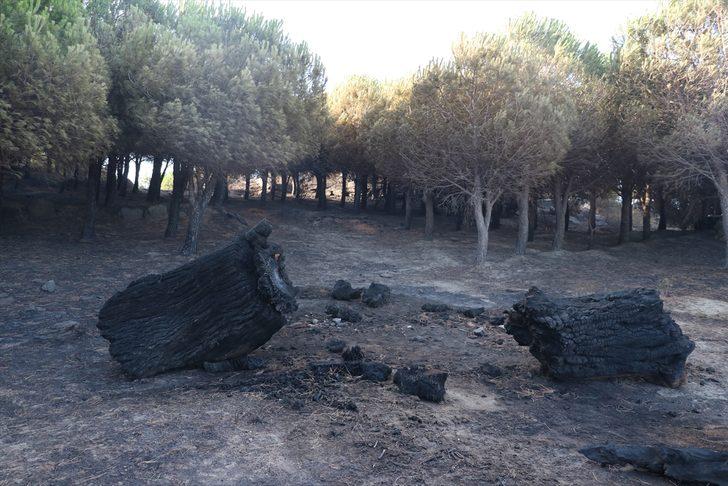 Marmara Adası'ndaki yangının boyutu sabah ortaya çıktı G1