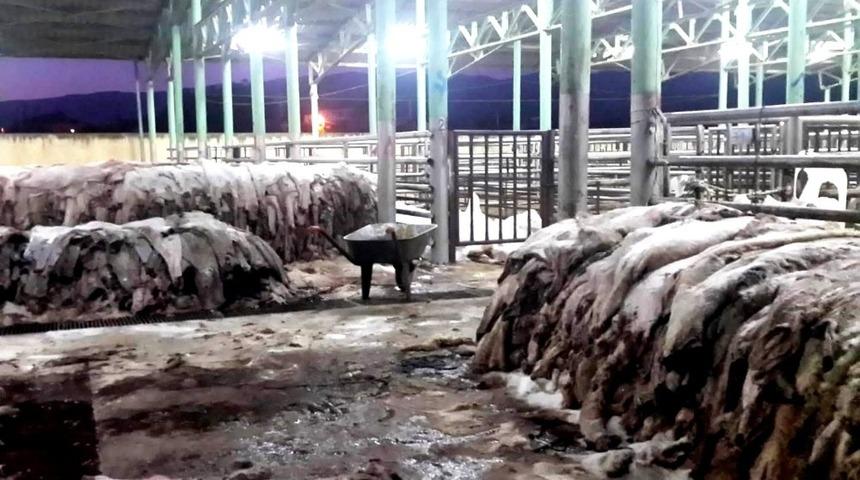 Sarıg&ouml;l&rsquo;de THK, 6 bin 289 deri topladı