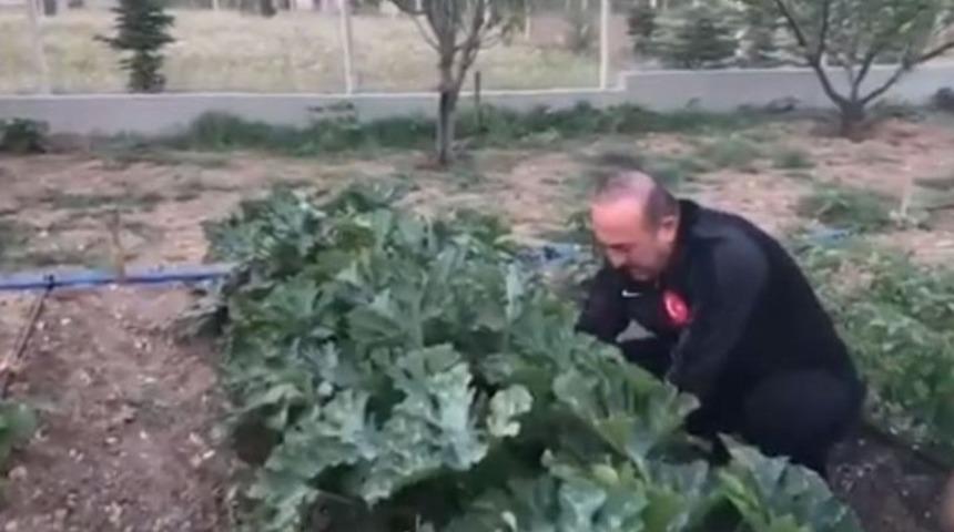 Çavuşoğlu hasat için bahçeye girdi