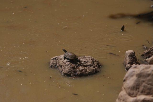Susuz kalan kaplumbağalara belediyeden su takviyesi