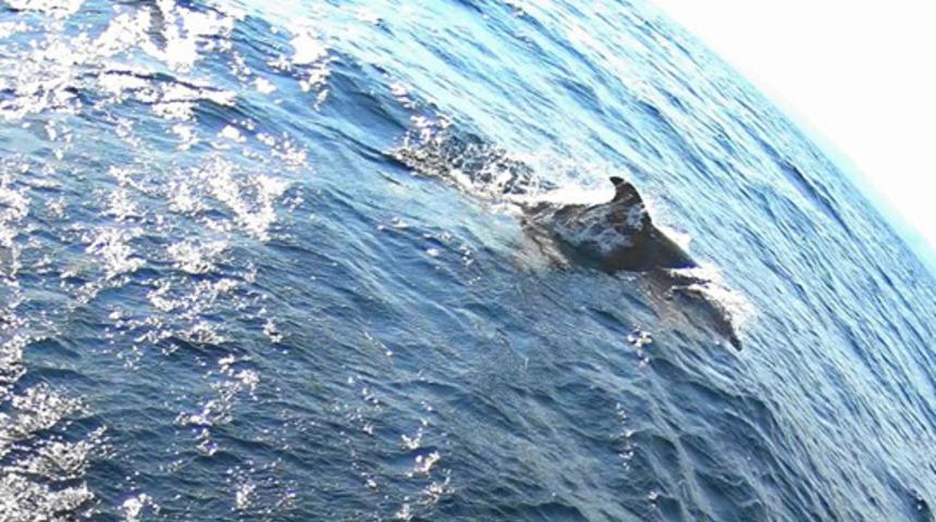 Marmara Denizi&rsquo;ndeki yunuslar sayıldı