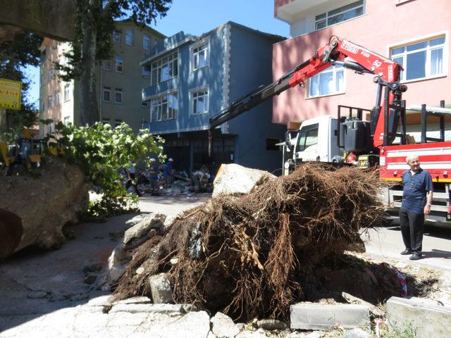 Beykoz'da facianın eşiğinden dönüldü: Dev çınar ağacı binanın üzerine böyle devrildi