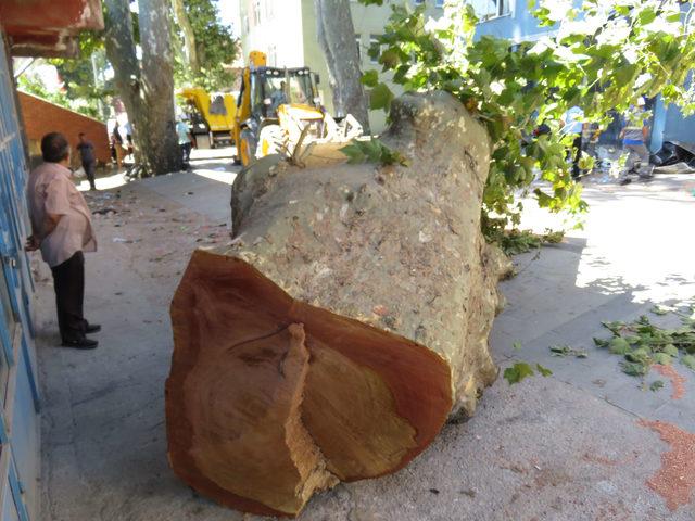 Beykoz'da facianın eşiğinden dönüldü: Dev çınar ağacı binanın üzerine böyle devrildi