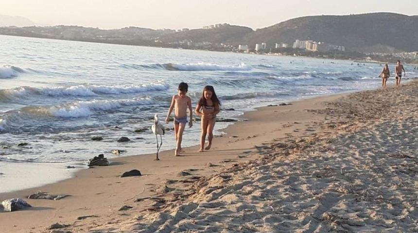 Kuşadası&rsquo;nda flamingo seferberliği