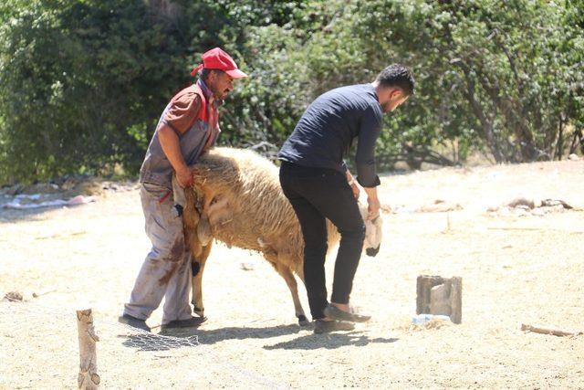 Kurbanlık fiyatları son günde yarı yarıya düştü