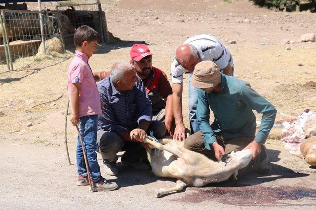 Kurbanlık fiyatları son günde yarı yarıya düştü