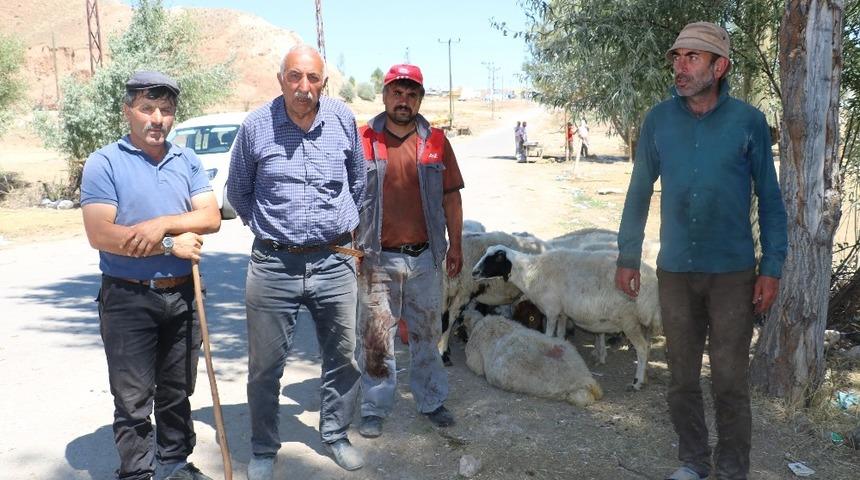 Kurbanlık fiyatları son g&uuml;nde yarı yarıya d&uuml;şt&uuml;