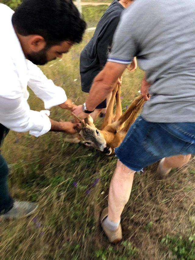 Tellere takılan karaca kurtarıldı