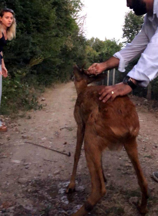 Tellere takılan karaca kurtarıldı