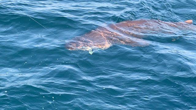 Çanakkale’de oltaya 4 metre uzunluğunda köpek balığı takıldı