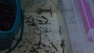 Türü tehlikede olan sülüğü Iğdır'da yetiştirmeyi başardılar