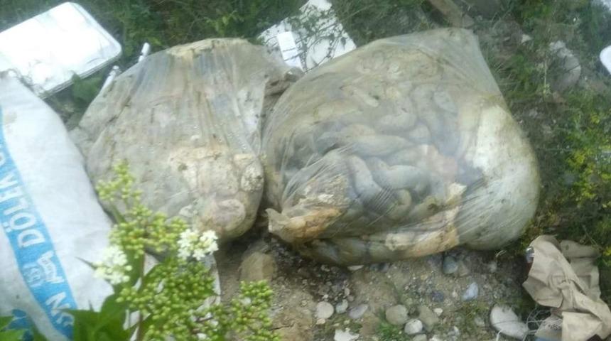 Boş tarlaya atılan kurban atıkları k&ouml;t&uuml; kokulara neden oldu