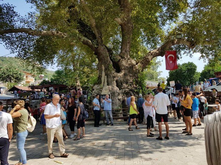 Hatay'daki 'Musa Ağacı'na yoğun ilgi!  G1