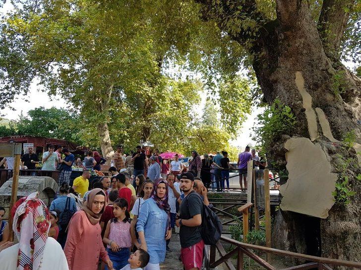 Hatay'daki 'Musa Ağacı'na yoğun ilgi!  G2