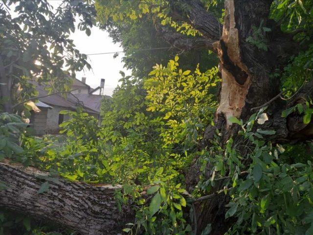 Çukurca’da fırtına çatıları uçurdu, ağaçları devirdi