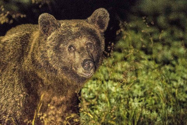 (Özel) Uludağ’da yiyecek bulmak isteyen ayılar yerleşim bölgesine indi