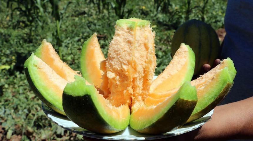 Yozgat’ta yetişiyor, şekli kavuna tadı muza benziyor