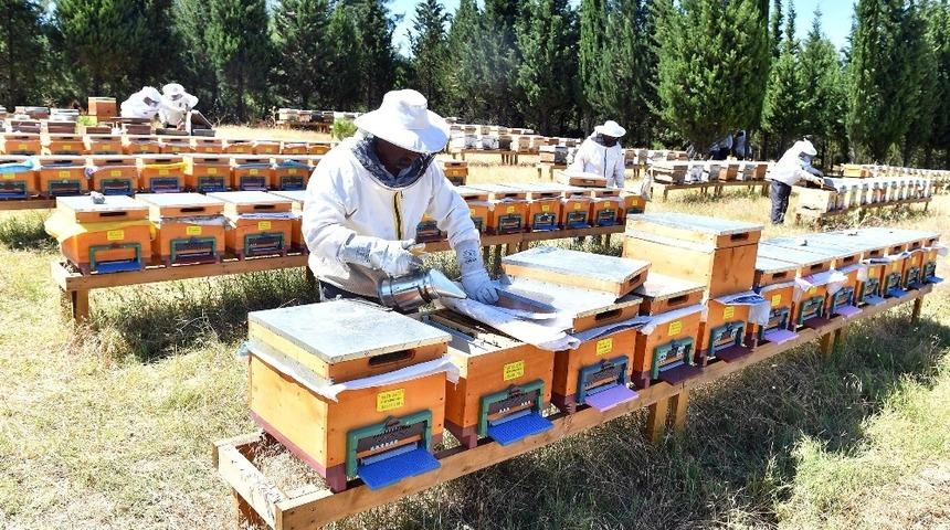 Tahtalı Barajında bal ormanı kuruldu sıra markalaşmada