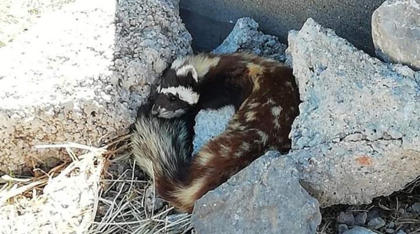 Nesli t&uuml;kenmekte olan alaca sansar, Sivas&rsquo;ta g&ouml;r&uuml;ld&uuml;