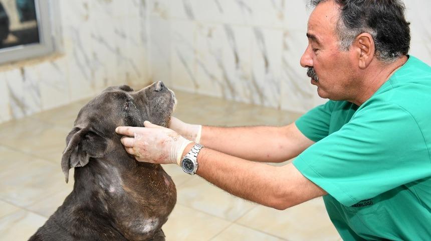 Sokağa atılan k&ouml;peğe belediye sahip &ccedil;ıktı