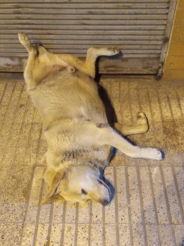 Öldü sanılan sevimli köpeğin uyuduğu anlaşıldı