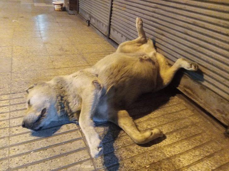 Öldü sanılan köpeğin uyuduğu anlaşıldı trend