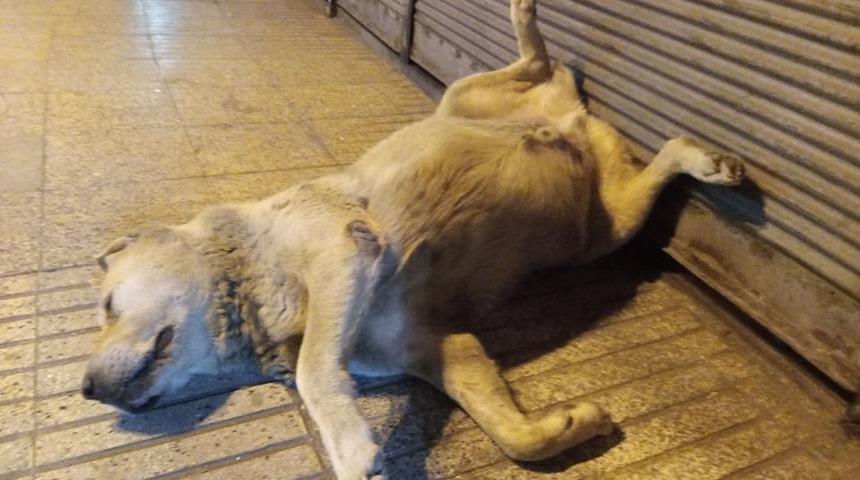 Öldü sanılan sevimli köpeğin uyuduğu anlaşıldı