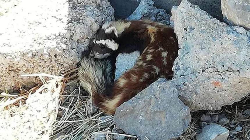 Nesli tükenme tehlikesi altındaki alaca sansar görüntülendi