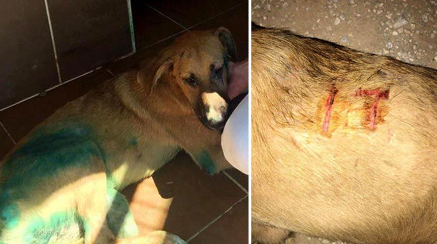 K&ouml;peğe işkence yapıp, v&uuml;cuduna kesici alet ile 'it' yazdılar