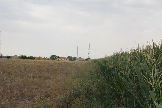 Konya’da mısır tarlasında korkutan obruk