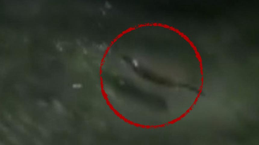 Tunceli'de su samuru görüntülendi